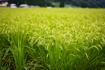 稻田 稻谷 麦穗