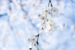 东京樱花 樱花 近距