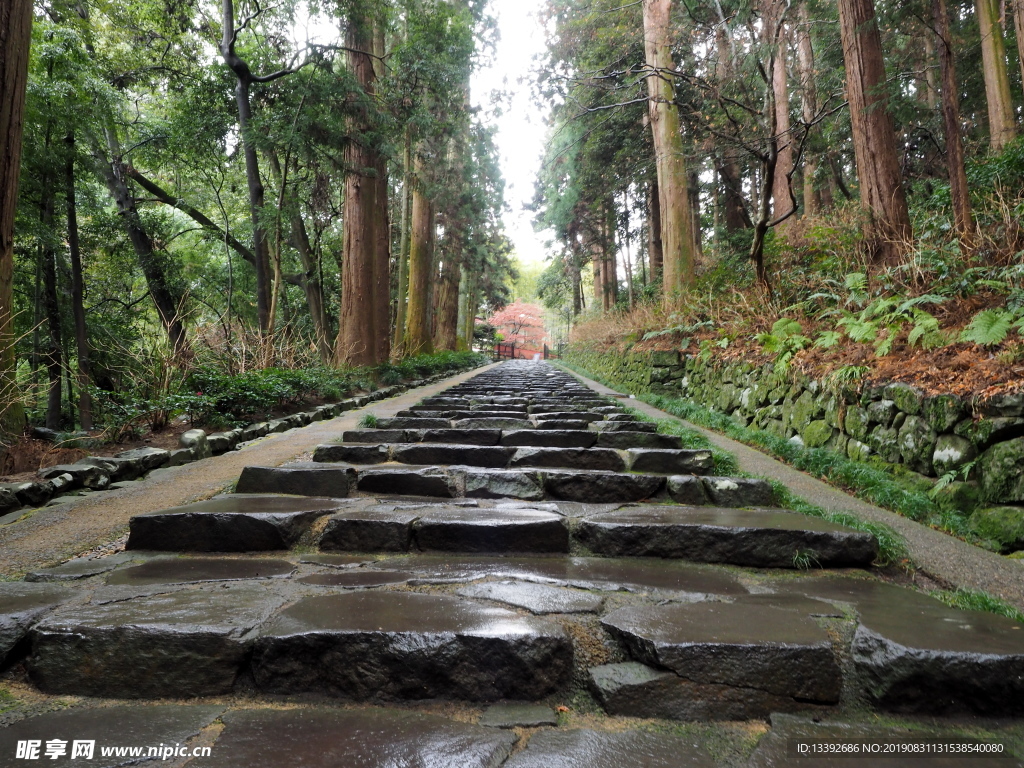 深林阶梯 山路