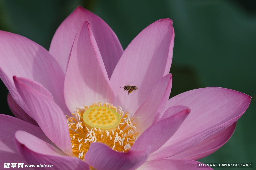 莲花 蜂蜜 红色 花粉