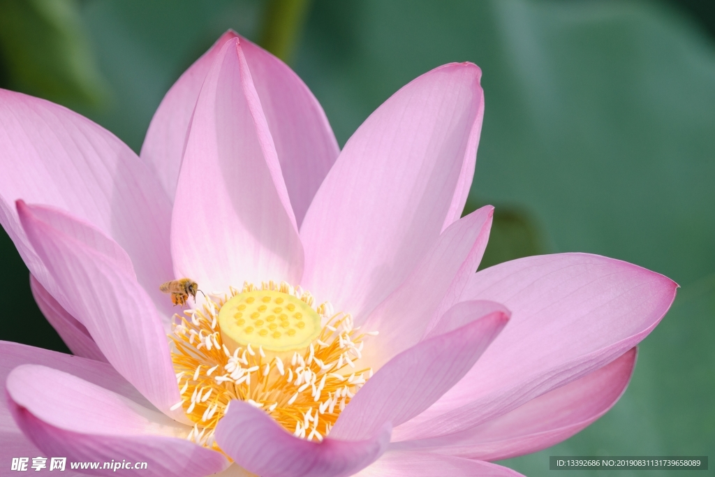 莲花 蜂蜜 红色 花粉