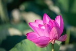 莲花 蜂蜜 红色 花粉