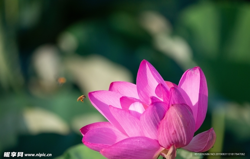 莲花 蜂蜜 红色 花粉