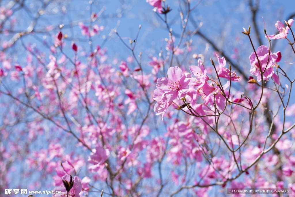 兴安杜鹃 杜鹃花 花朵 树花