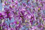 兴安杜鹃 杜鹃花 花朵 树花