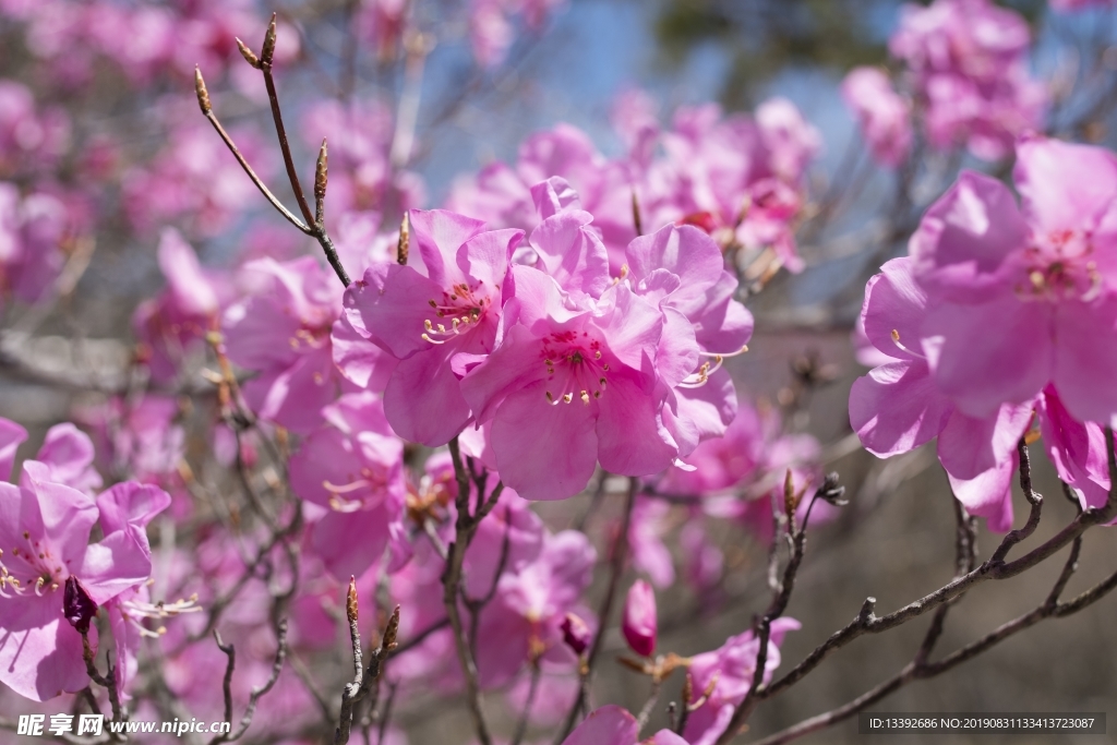 兴安杜鹃 杜鹃花 花朵