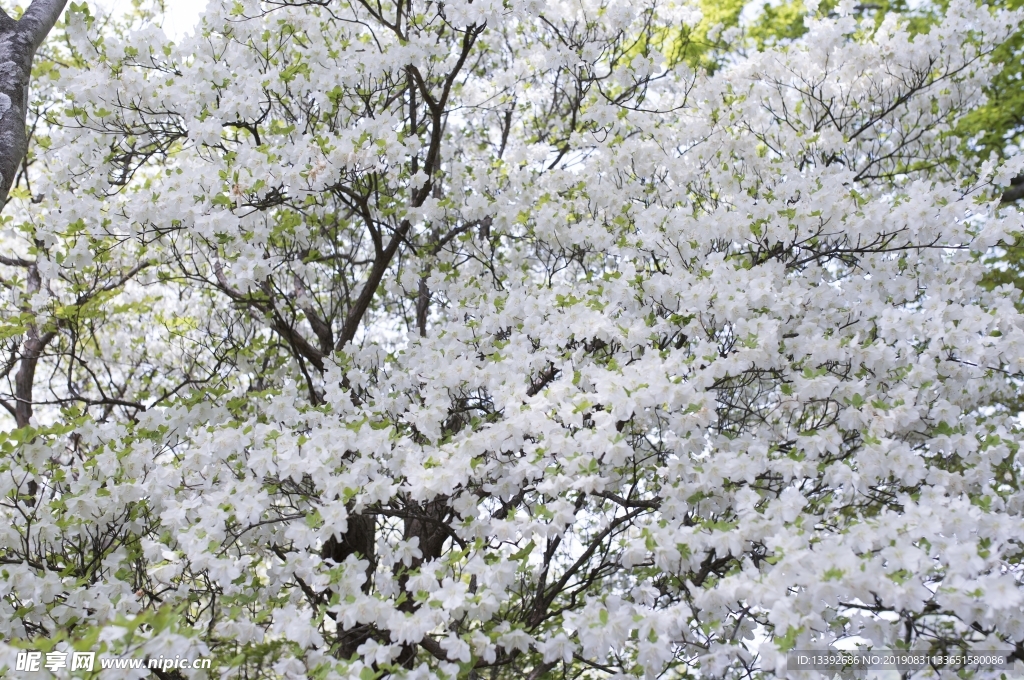 大岛樱 日本晚樱 樱花 樱花树