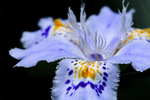 扁竹兰 蝴蝶花 海蛞蝓