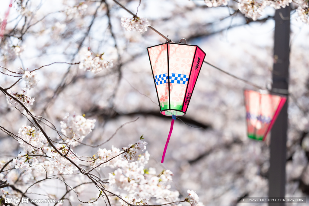 日式灯笼 樱花 樱花树