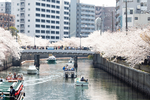 樱花 樱花树 河流 船只 都市