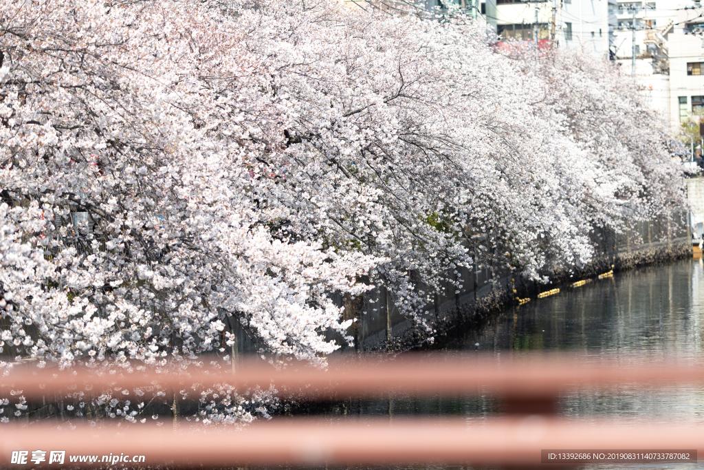樱花 樱花树 河道