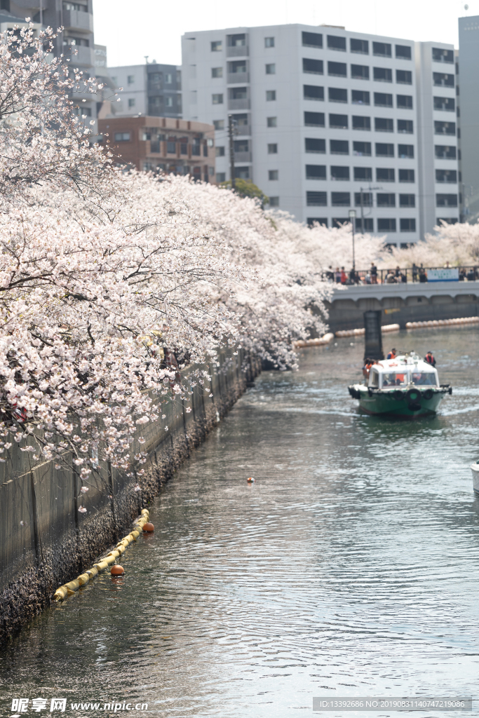 樱花 樱花树 河流 船只 都市