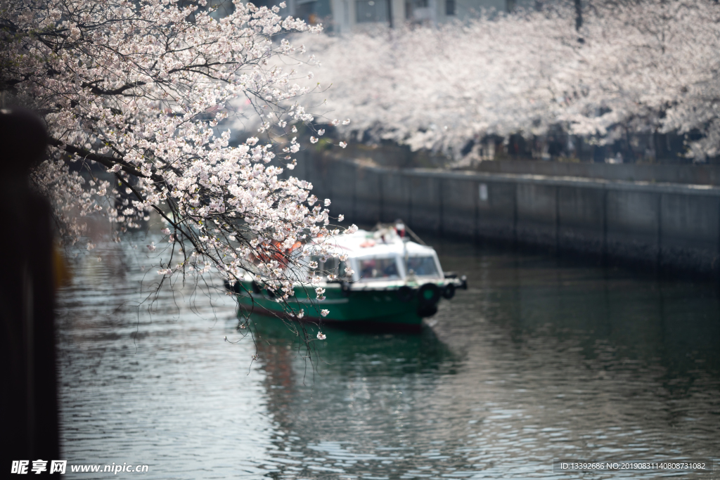 樱花 樱花树 河流 船只 都市