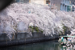 樱花 樱花树 河流 船只 都市