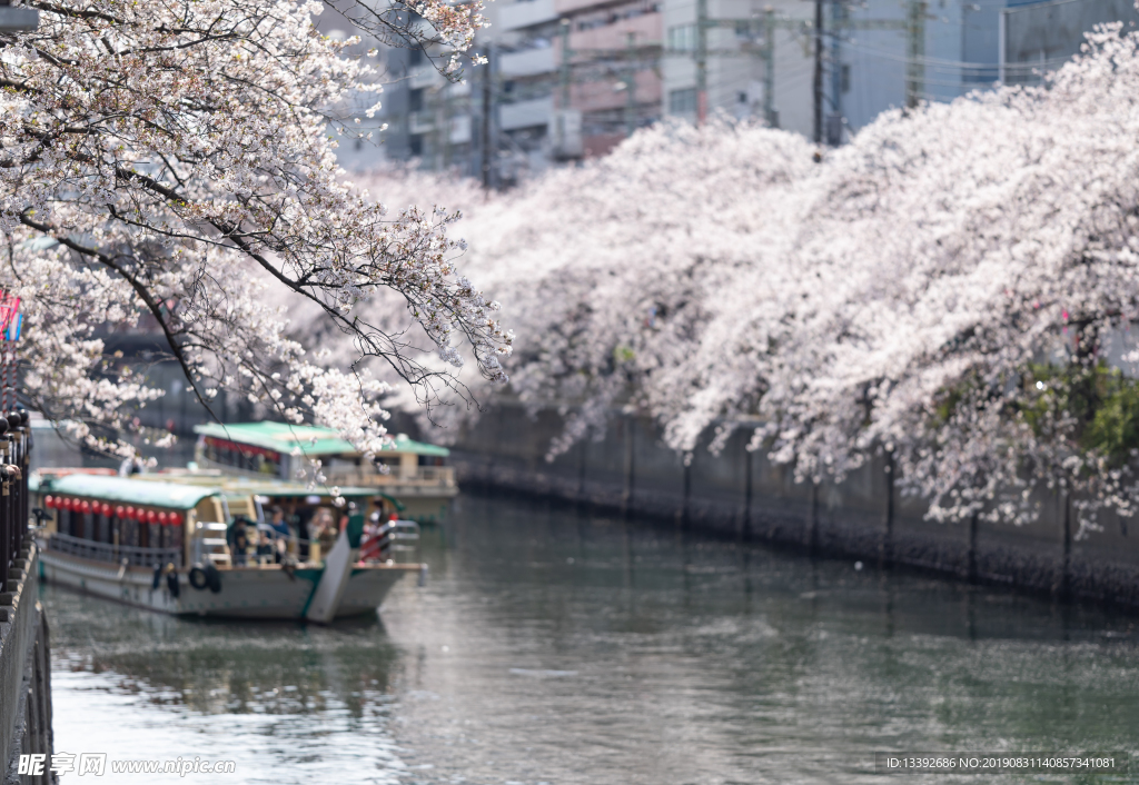 樱花 樱花树 河流 船只 都市