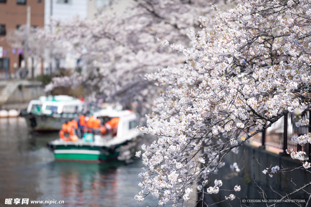 樱花 樱花树 河流 船只