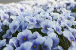 角堇 花丛