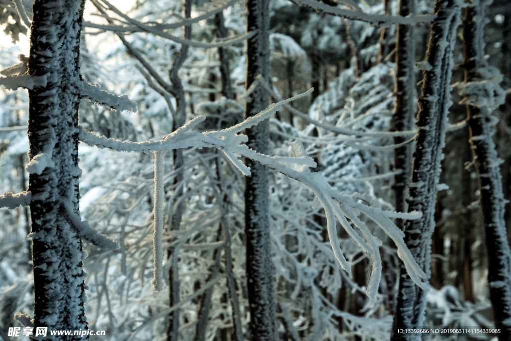 冬季 积雪 树枝 白色