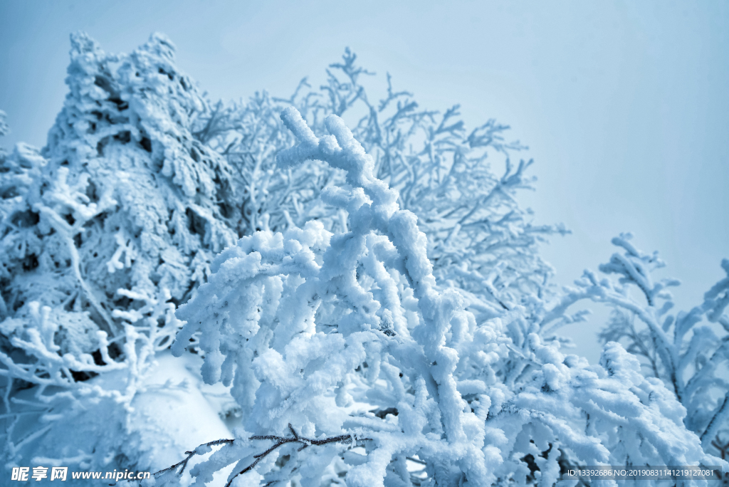 冬季 积雪 树枝