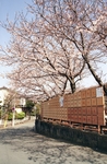 樱花树 岔路 广告墙