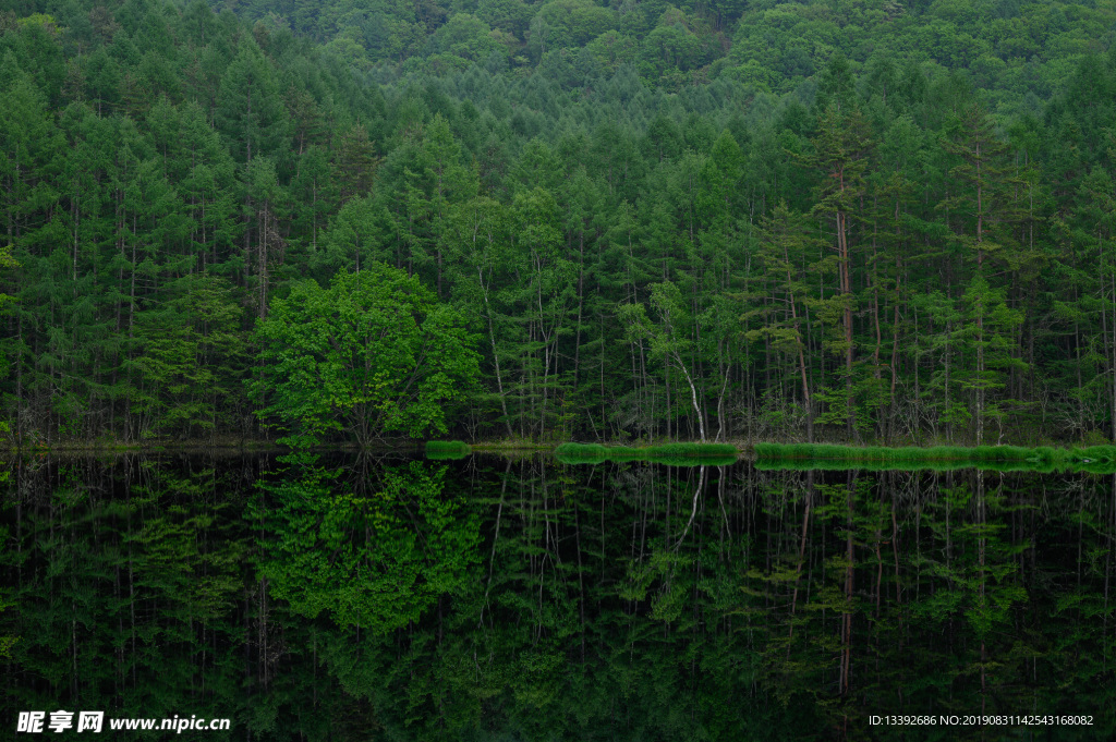 森林 湖 树木 绿色
