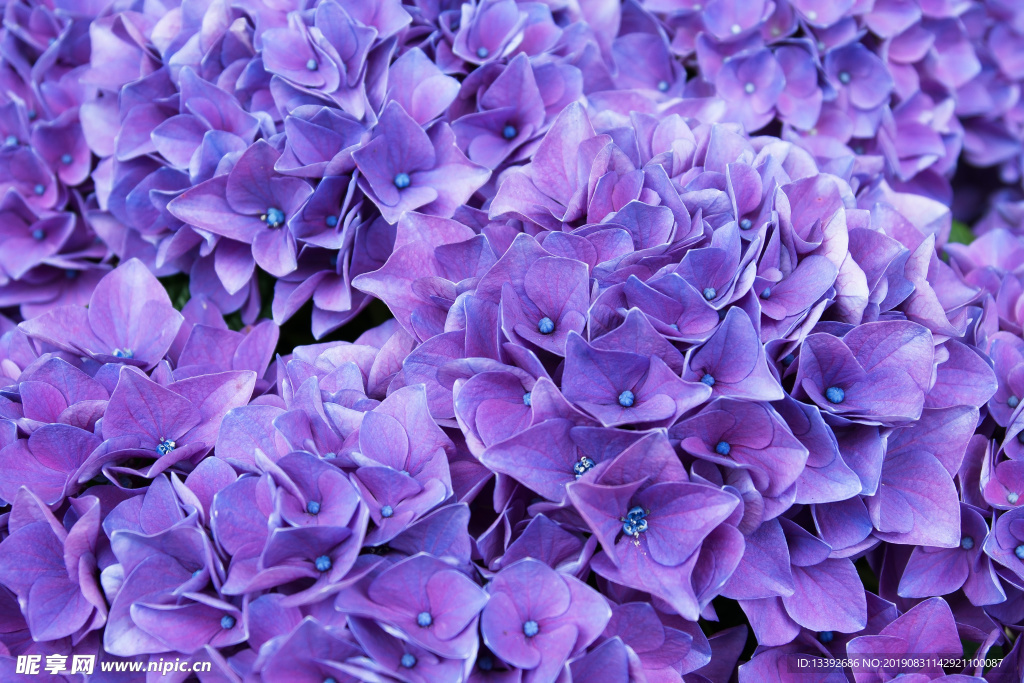 紫色绣球花群