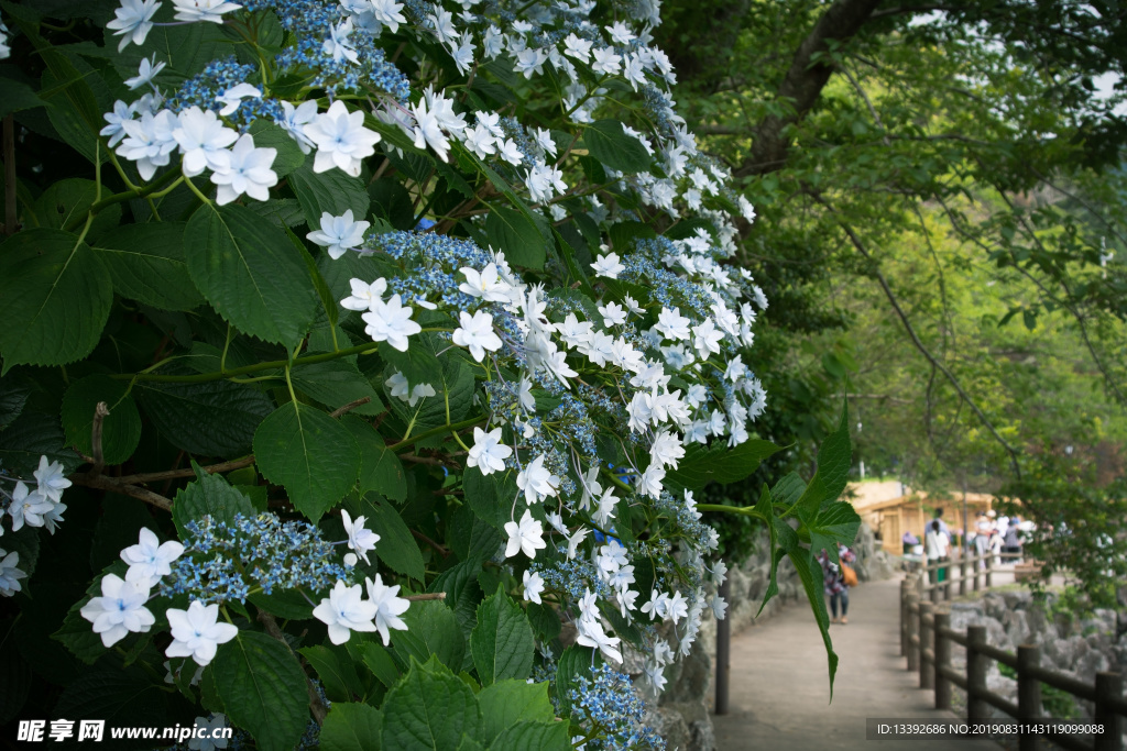 绣球花 白色