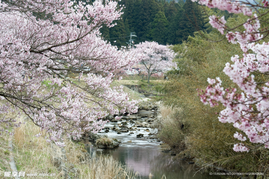 樱花 樱花树 河道