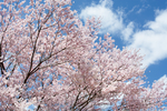 樱花 樱花树