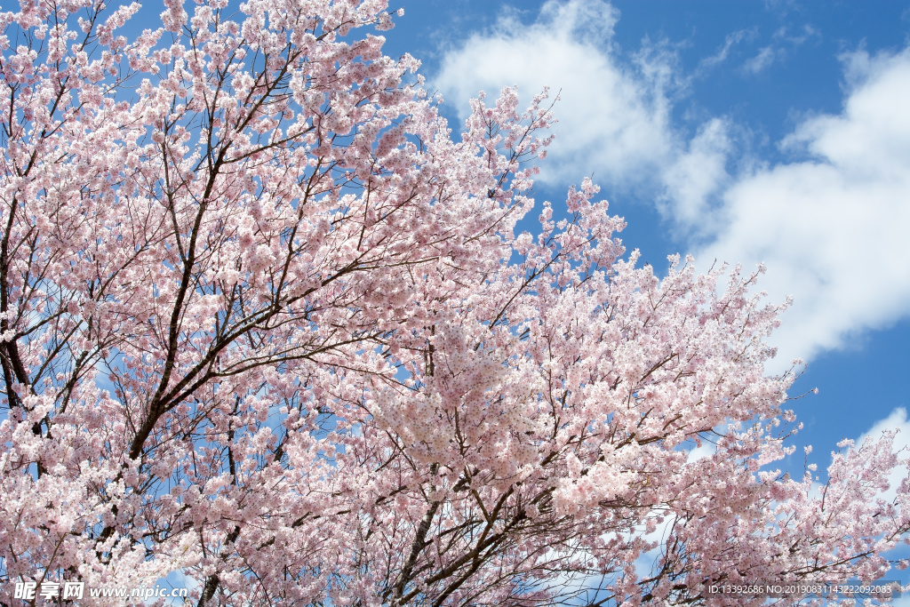 樱花 樱花树