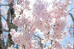樱花绽放