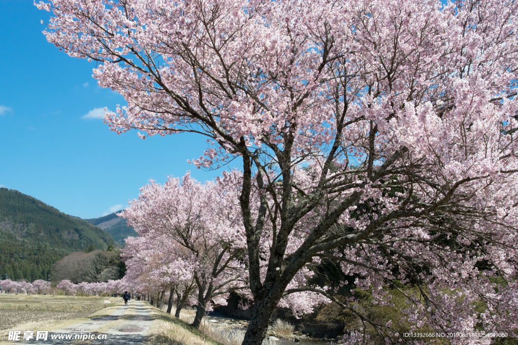 樱花 樱花树 小道