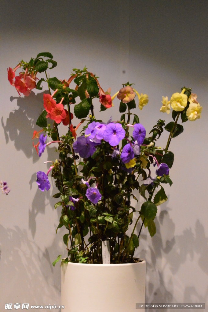 温室花卉