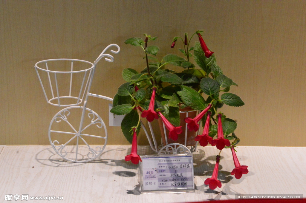 温室花卉