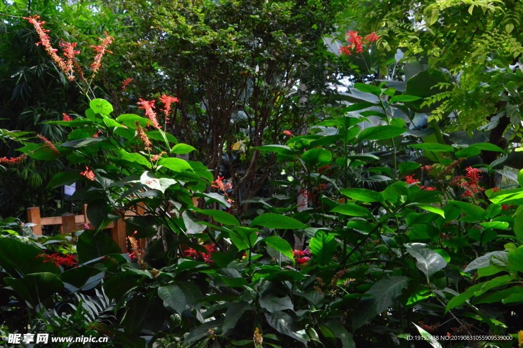 温室风景