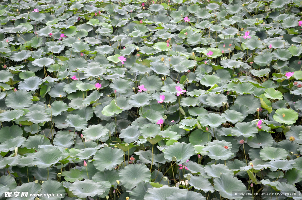 荷花
