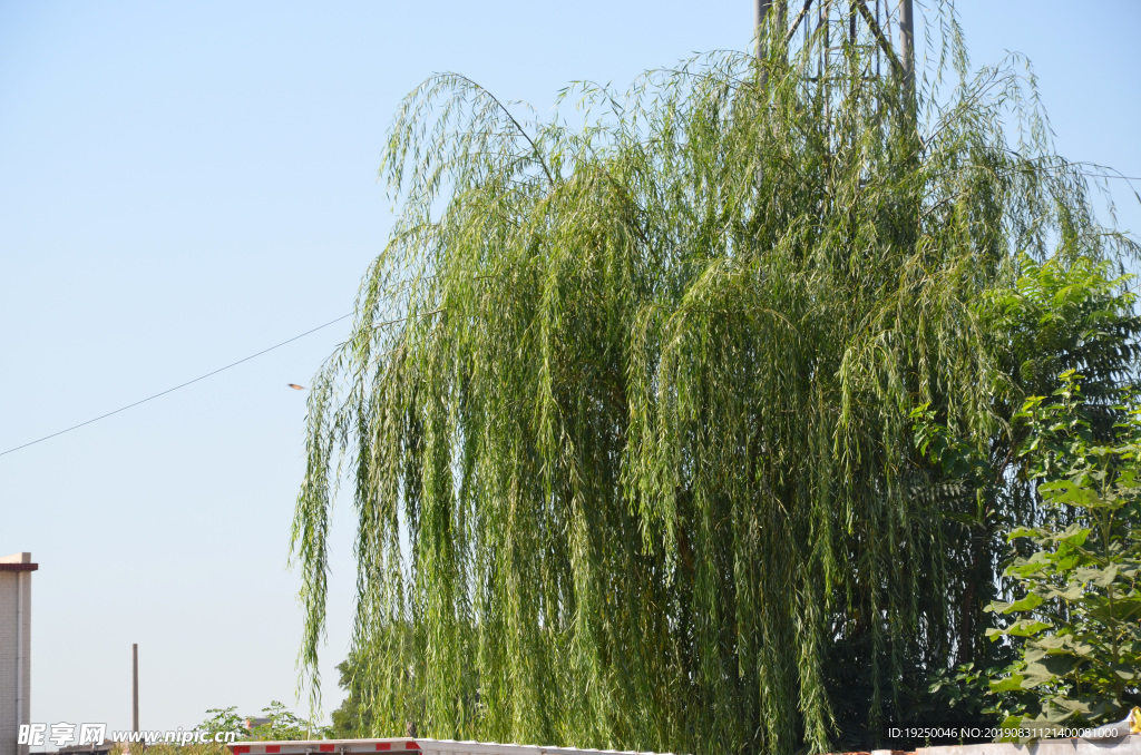柳树