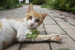 猫