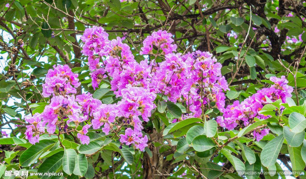 紫薇花