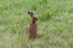 草丛灰色野兔