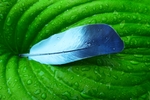 雨滴羽毛