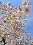 樱花树