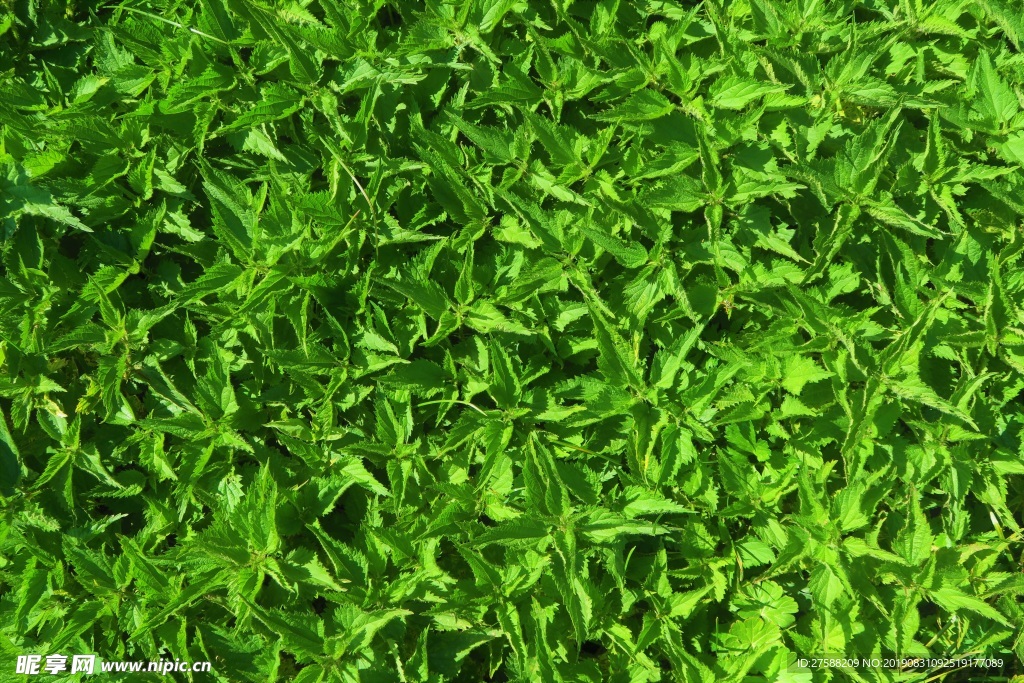荨麻