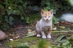 小猫