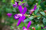 鲜花