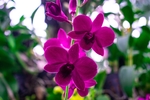 鲜花