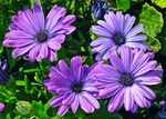 鲜花