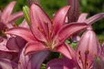 鲜花
