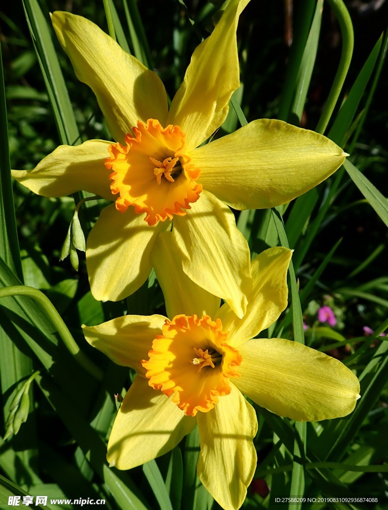 鲜花