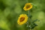 黄色鲜花